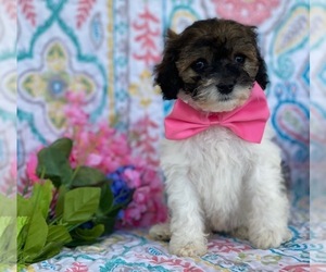Cavapoo Puppy for sale in LANCASTER, PA, USA