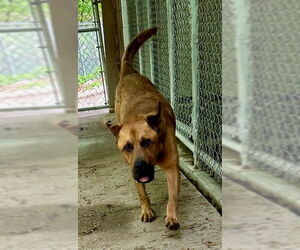Rocky - Male Retriever -Unknown Mix Dog for Adoption - Photo #4