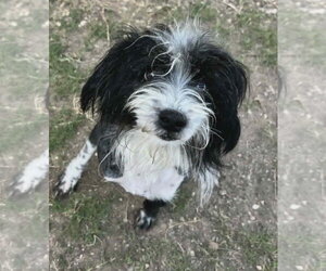 Havashu Dogs for adoption in Grafton, WI, USA