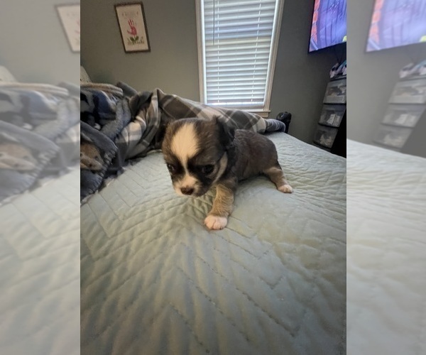 Medium Photo #1 Chihuahua Puppy For Sale in COLUMBIA, SC, USA