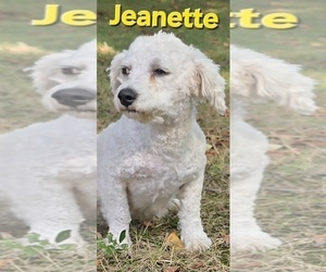 Mother of the Bichon Frise puppies born on 08/08/2025