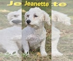 Small Photo #1 Bichon Frise Puppy For Sale in FREMONT, MI, USA