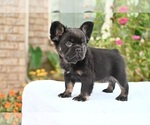 Small Photo #18 French Bulldog Puppy For Sale in DECATUR, GA, USA