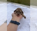 Puppy Latte Dachshund