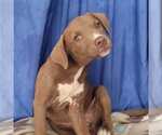 Small #1 Labrador Retriever Mix