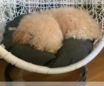 Small Photo #3 Poodle (Miniature) Puppy For Sale in HIGH POINT, NC, USA