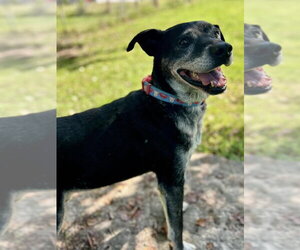 Optimus - Male Labrador Retriever-Unknown Mix Dog for Adoption - Photo #2