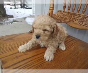 Cavapoo-Unknown Mix Puppy for sale in KALAMAZOO, MI, USA