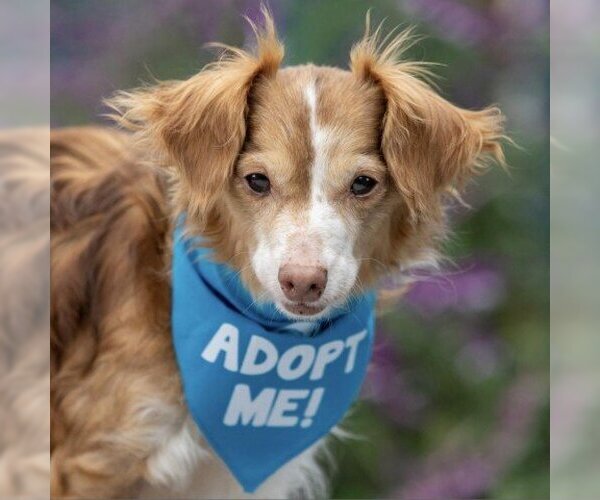 Medium Photo #1 Dachshund Puppy For Sale in Pacific Grove, CA, USA