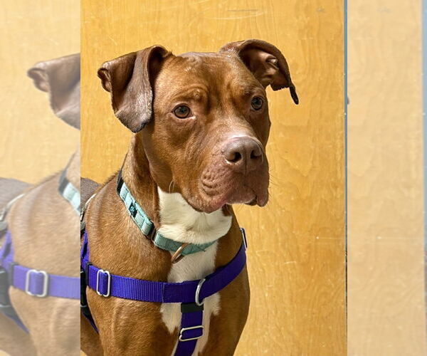 Medium Photo #1 American Staffordshire Terrier Puppy For Sale in Sayreville, NJ, NJ, USA