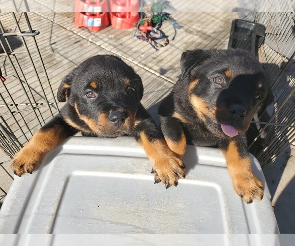 Medium Photo #3 Rottweiler Puppy For Sale in FRESNO, CA, USA