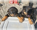 Small Photo #3 Rottweiler Puppy For Sale in FRESNO, CA, USA