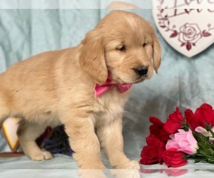 Golden Retriever Puppy for sale in LANCASTER, PA, USA