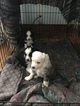Small Photo #10 Miniature Australian Shepherd Puppy For Sale in LAMAR, CO, USA