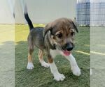 Small #4 Mutt