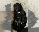 Small Photo #8 Aussiedoodle Miniature  Puppy For Sale in CLOVER, SC, USA