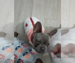 Small #10 French Bulldog