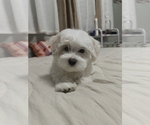 Maltese Puppy for Sale in ONTARIO, California USA