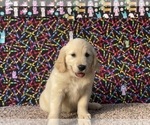 Small #2 Golden Retriever