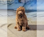 Small Goldendoodle (Miniature)