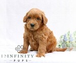 Small #2 Goldendoodle (Miniature)