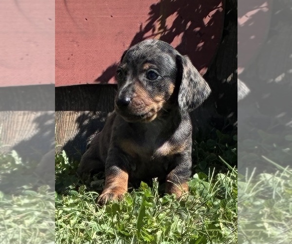 Medium Photo #7 Dachshund Puppy For Sale in SOUTHINGTON, OH, USA