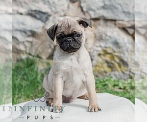 Pug Puppy for sale in CHAMBERSBURG, PA, USA