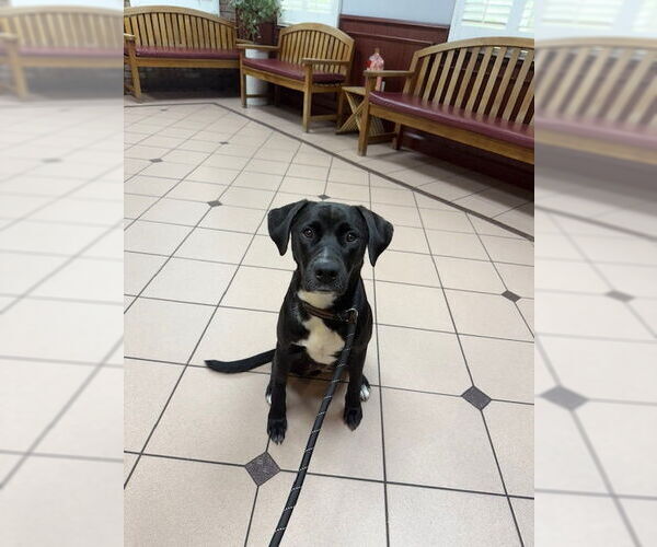 Medium Photo #1 Labrador Retriever-Unknown Mix Puppy For Sale in Miami, FL, USA