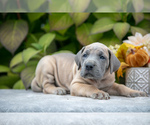 Puppy Honey Great Dane