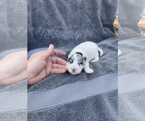 Aussiedoodle Miniature  Puppy for Sale in TOLEDO, Ohio USA