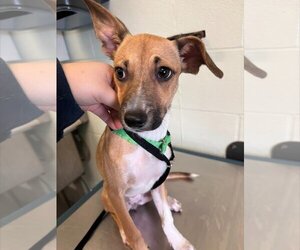 Rat Terrier-Unknown Mix Dogs for adoption in Beatrice, NE, USA