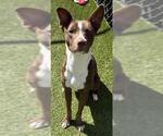 Small #1 American Pit Bull Terrier