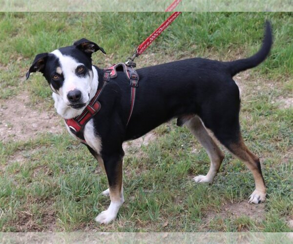 Medium Photo #2 Mutt Puppy For Sale in Bandera, TX, USA