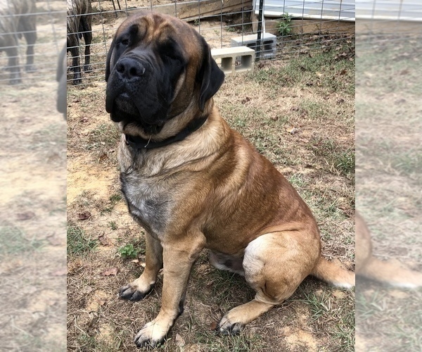 Medium Photo #1 Mastiff Puppy For Sale in BRANTLEY, AL, USA