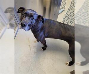 Boxer-Unknown Mix Dogs for adoption in San Andreas, CA, USA