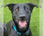 Small #2 Labrador Retriever Mix