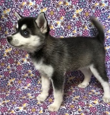 Alaskan Klee Kai Puppy for sale in AUMSVILLE, OR, USA