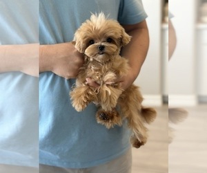 Maltipoo Puppy for sale in CHANDLER, AZ, USA