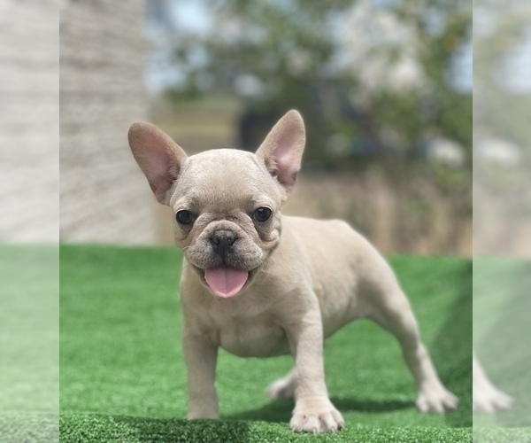 Medium Photo #3 French Bulldog Puppy For Sale in EL CAMPO, TX, USA