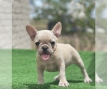 Small Photo #3 French Bulldog Puppy For Sale in EL CAMPO, TX, USA