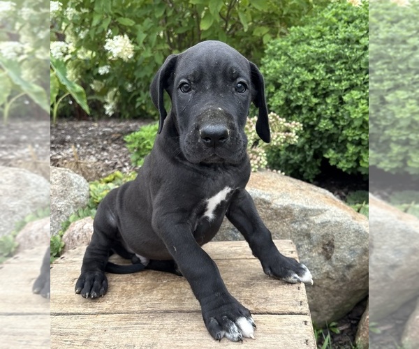 Medium Photo #4 Great Dane Puppy For Sale in MIDDLEBURY, IN, USA