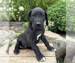 Small #3 Great Dane