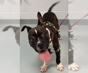 Boxer-Unknown Mix Dogs for adoption in St. Cloud, FL, USA