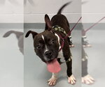 Small Boxer Mix
