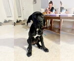 Small Great Dane
