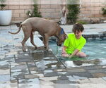 Small #33 American Staffordshire Terrier Mix