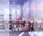 Image preview for Ad Listing. Nickname: Litter of 10