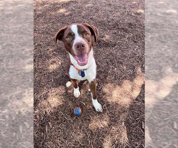 Medium Photo #1 Mutt Puppy For Sale in Plano, TX, USA