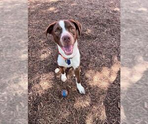 Mutt Dogs for adoption in Plano, TX, USA