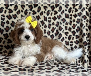 Cavapoo Puppy for sale in LAKELAND, FL, USA